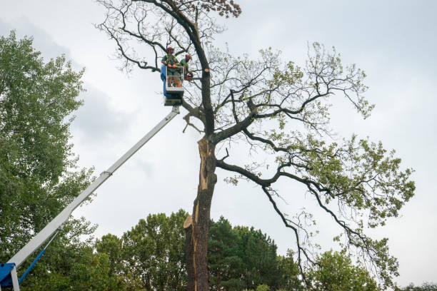 How Our Tree Care Process Works  in  Hill N Dale, FL