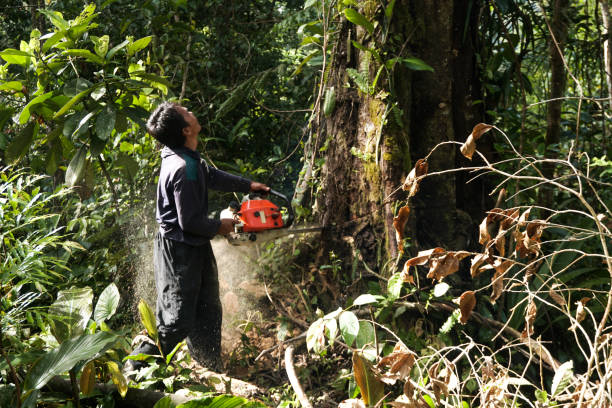 Tree and Shrub Care in Hill N Dale, FL